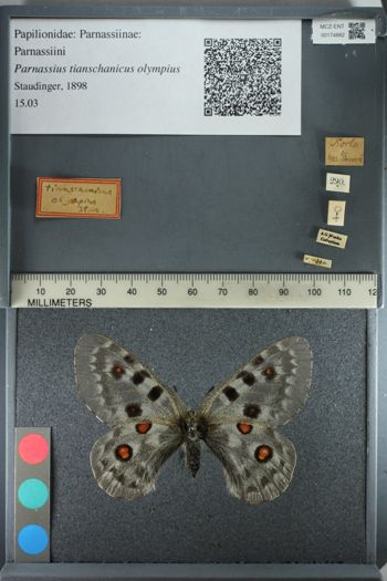 Media type: image;   Entomology 174882